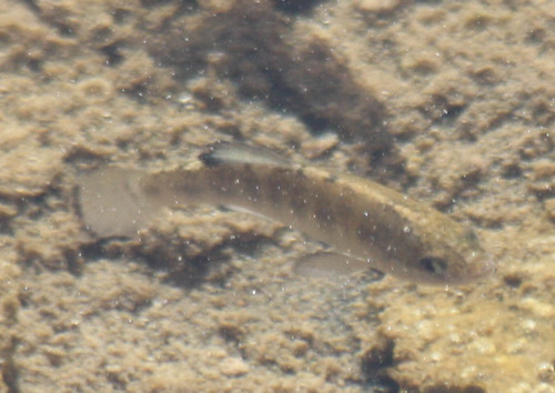 Cyprinodon salinus