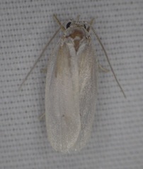 Antaeotricha albulella