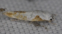 Mompha circumscriptella
