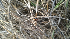 Coelophora biplagiata