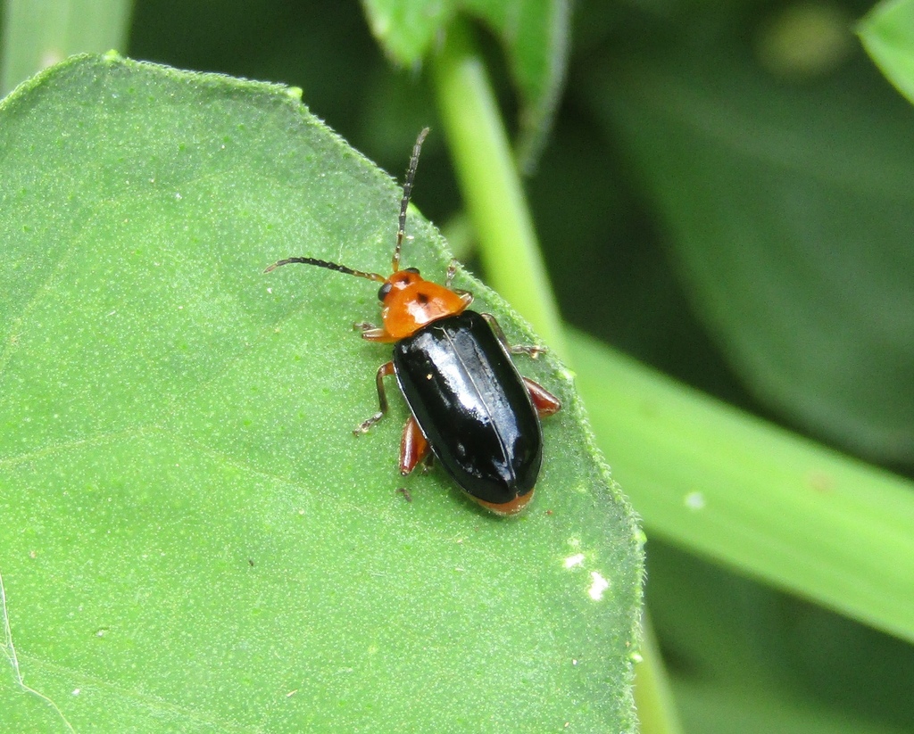 Disonycha nigrita