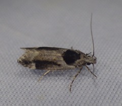 Pseudochelaria walsinghami