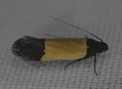 Anacampsis coverdalella