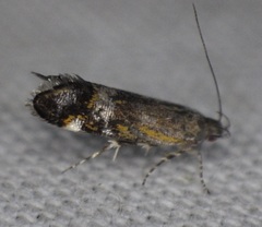 Anacampsis