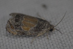 Olethreutes osmundana