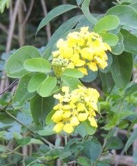 Stigmaphyllon emarginatum