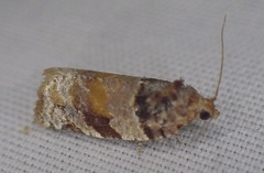 Argyrotaenia kimballi