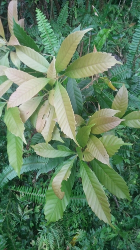 Lithocarpus kawakamii (Lithocarpus kawakamii)