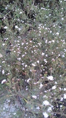 Polypremum procumbens