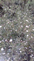 Polypremum procumbens