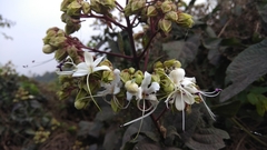 Clerodendrum infortunatum