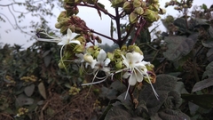 Clerodendrum infortunatum