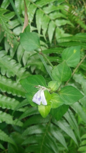 Image of Rungia Chinensis (Rungia chinensis) by (c) Cheng-Te Hsu, some rights reserved (CC BY)
