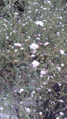 Polypremum procumbens