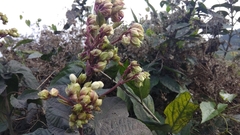 Clerodendrum infortunatum
