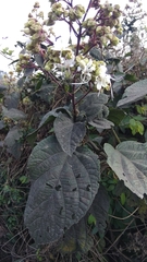 Clerodendrum infortunatum