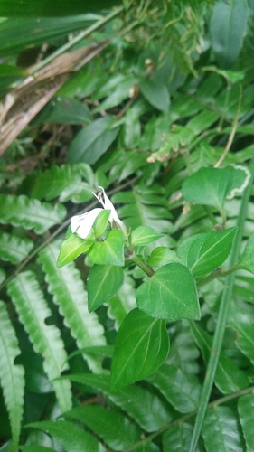 Image of Rungia Chinensis (Rungia chinensis) by (c) Cheng-Te Hsu, some rights reserved (CC BY)