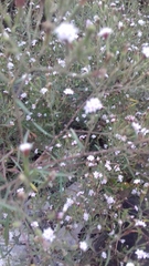 Polypremum procumbens