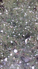 Polypremum procumbens