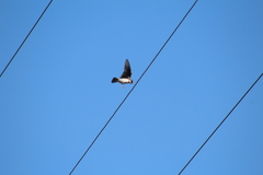 Tachycineta bicolor