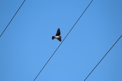 Tachycineta bicolor