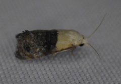 Eugnosta erigeronana