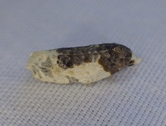 Henricus edwardsiana