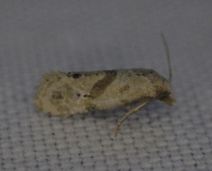 Platphalonidia felix