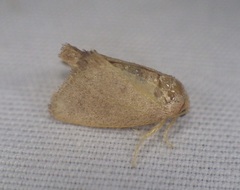 Tortricidia pallida