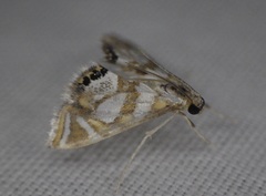 Chrysendeton medicinalis