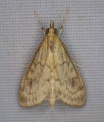 Ostrinia
