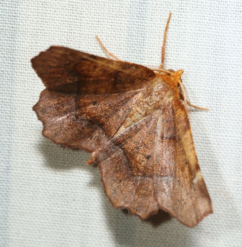 Purplish Metarranthis Moth photo 3