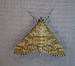 Epipagis fenestralis