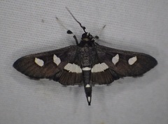 Desmia maculalis