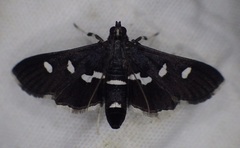 Desmia maculalis