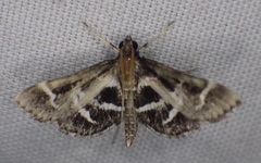 Diasemiodes janassialis