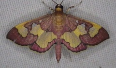 Colomychus talis