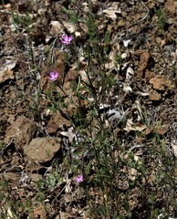 Clarkia lassenensis
