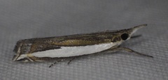 Crambus quinquareatus