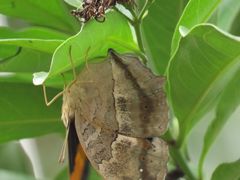 Yoma sabina