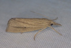 Eoreuma densellus