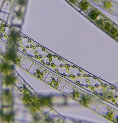 Spirogyra observed 2023-08-29