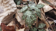 Phacelia bipinnatifida