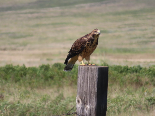 Swainson's Hawk photographed in North Dakota