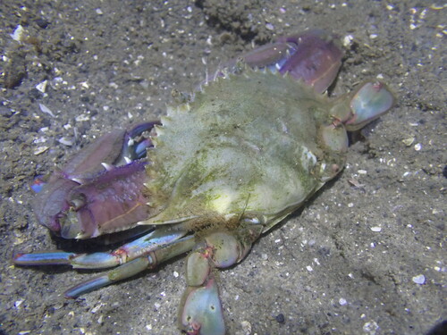 arched swimming crab