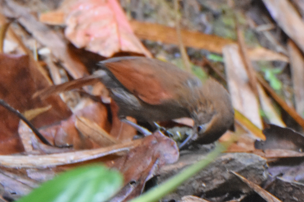 Stripe-Breasted Spinetail