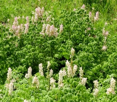 Corydalis caseana brandegeei