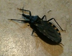 Triatoma infestans