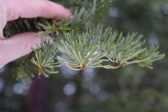 Abies magnifica
