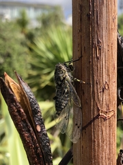 Amphipsalta cingulata